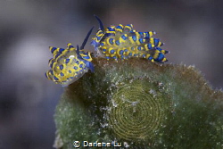 Dance/ When my dive guide found this cute spouse, I smile... by Darlene Lu 